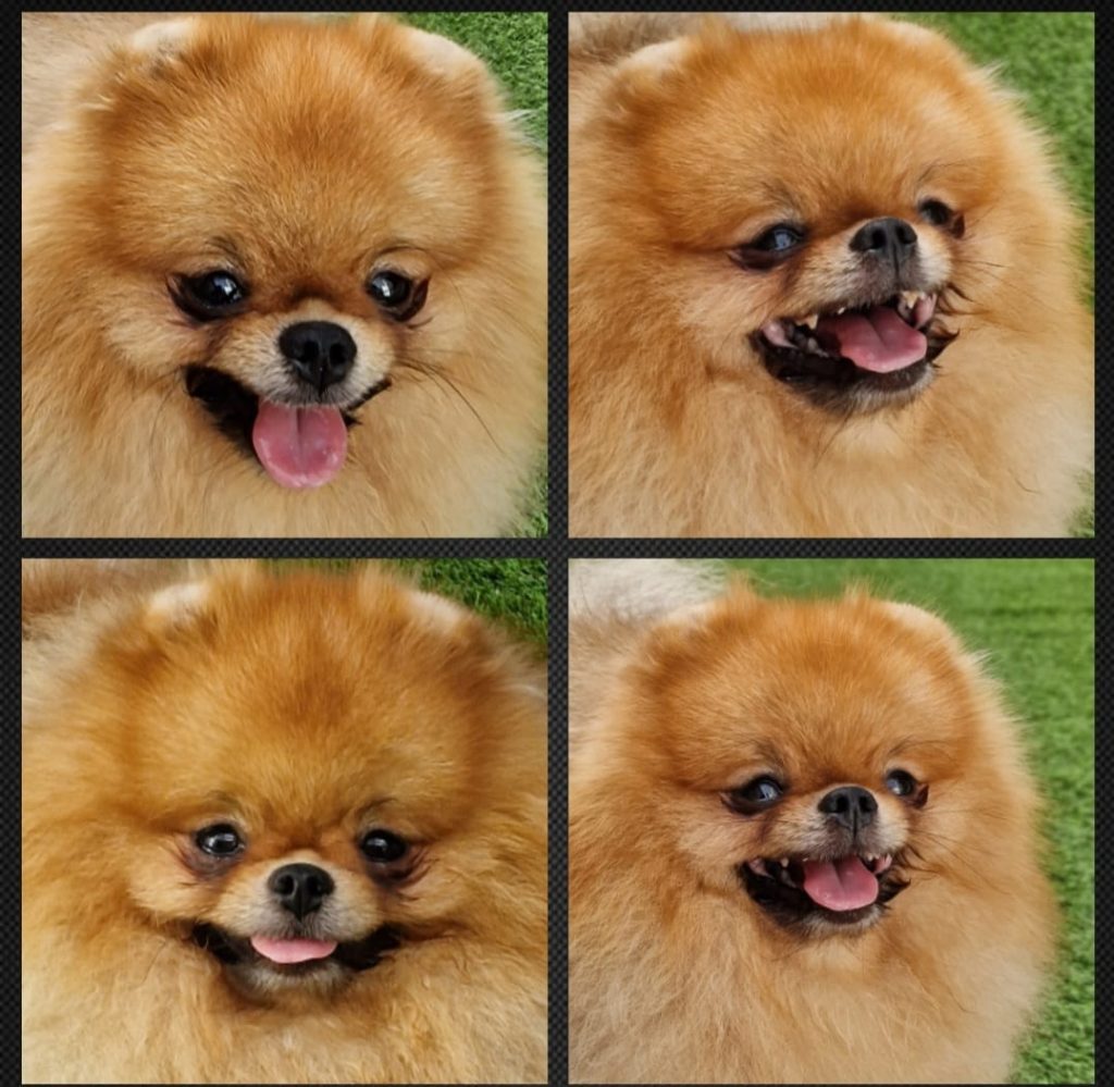 Reproductor macho Pomerania