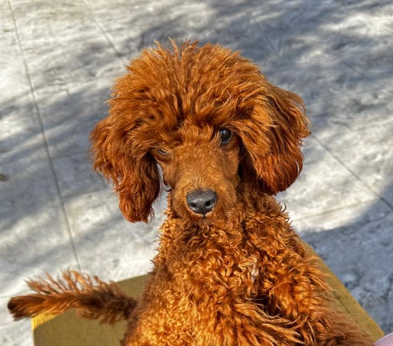 caniche toy rojo hembra