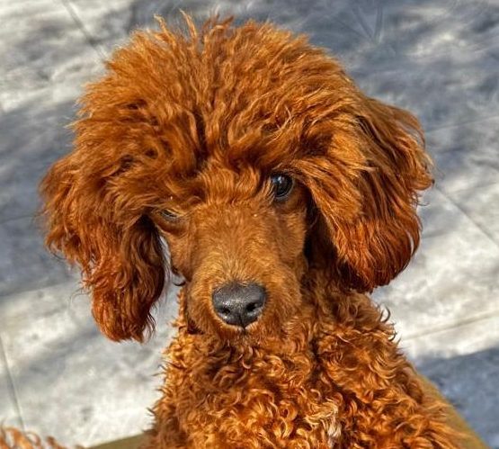 caniche toy rojo hembra