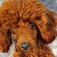 caniche toy rojo hembra