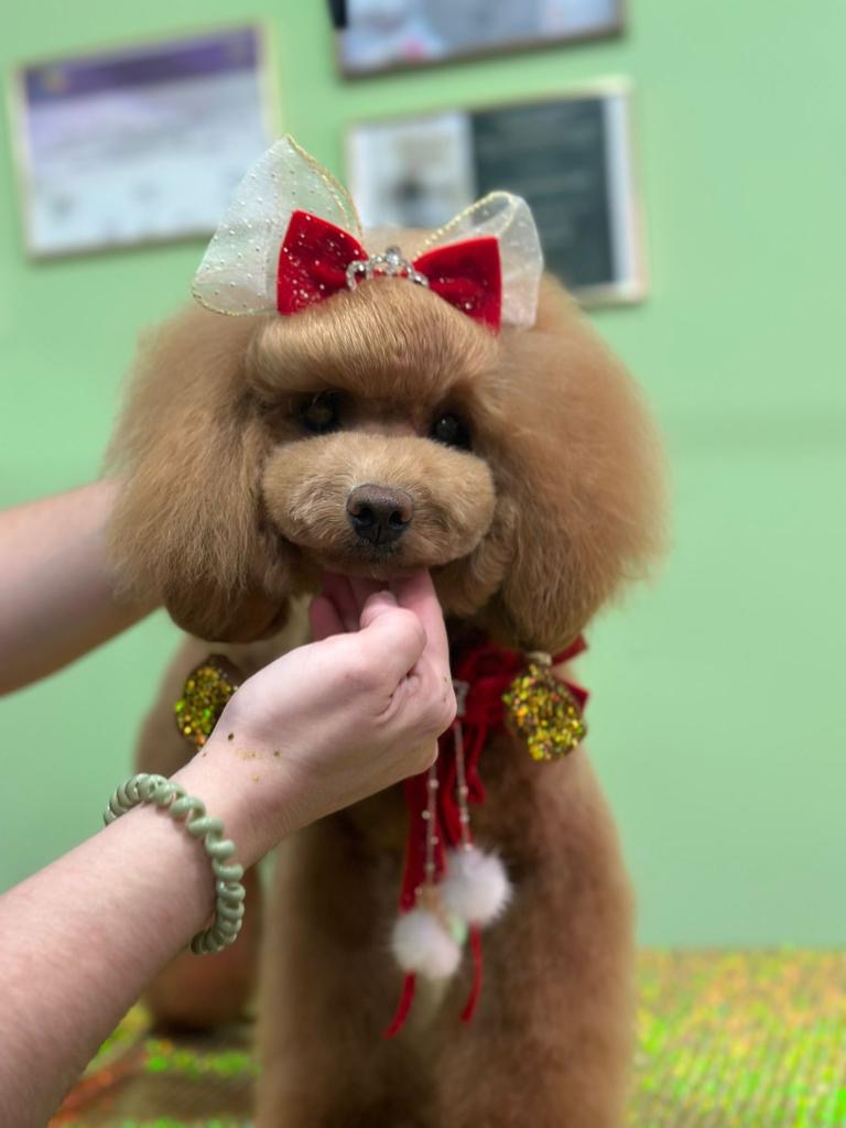 caniche con peinado asiatico